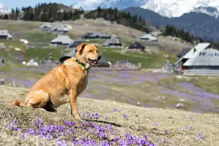 Zážitky z jízdy autem po Slovinsku